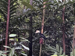 Anthracoceros albirostris