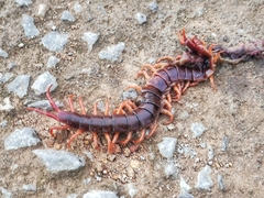 Scolopendra dehaani