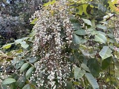 Rhus chinensis