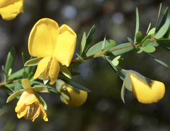 Gompholobium latifolium