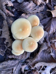 Hypholoma fasciculare
