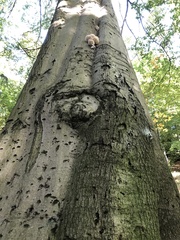 Oudemansiella mucida