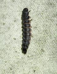 Phosphaenus hemipterus