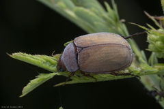 Melolonthinae