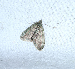 Chloroclysta siterata