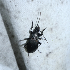 Carabus hortensis