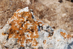 Xanthoria calcicola