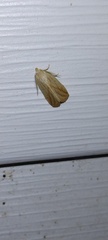 Amolita obliqua