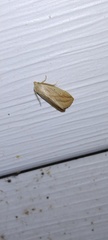 Amolita obliqua