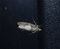 Epinotia brunnichana