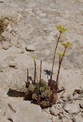 Petrosedum