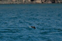 Microcarbo melanoleucos brevirostris