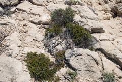 Erica manipuliflora