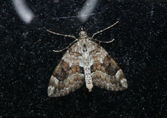 Thera variata