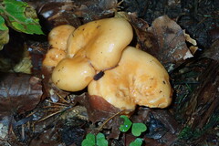 Lactarius salmonicolor