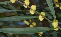 Acacia stricta