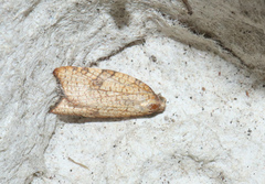Acleris rhombana