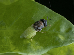 Oplodontha rubrithorax