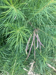 Amsonia hubrichtii