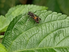 Ropalidia sumatrae