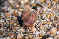 Maurea punctulata