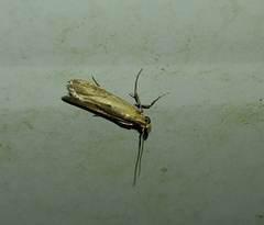 Elasmopalpus lignosella