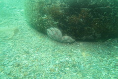 Coscinasterias muricata