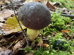 Xerocomellus pruinatus