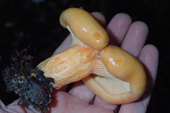 Lactarius salmonicolor