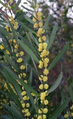 Acacia stricta