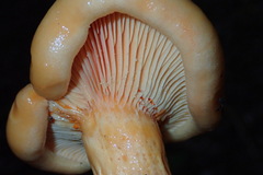 Lactarius salmonicolor