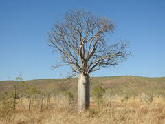 Adansonia gregorii