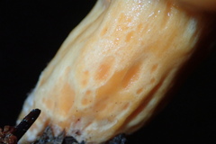 Lactarius salmonicolor