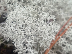 Cladonia stellaris