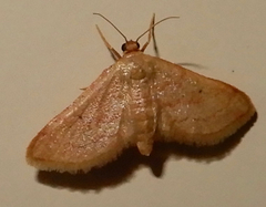 Idaea eremiata