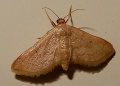 Idaea eremiata