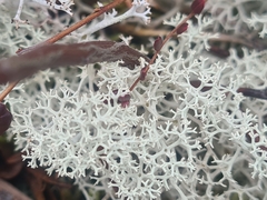 Cladonia stellaris