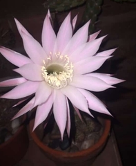 Echinopsis oxygona
