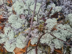 Cladonia stellaris
