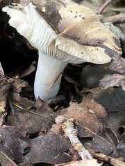 Russula amoenolens