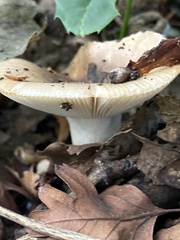 Russula amoenolens