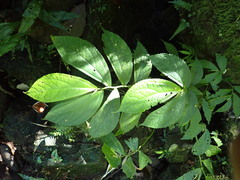 Elatostema platyphyllum
