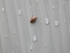 Tytthaspis sedecimpunctata