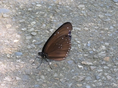 Euploea sylvester swinhoei
