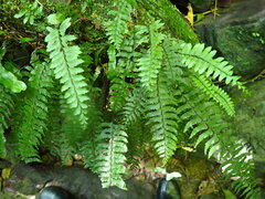 Hymenasplenium pubirhizoma