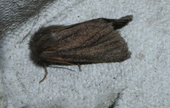 Denticucullus pygmina