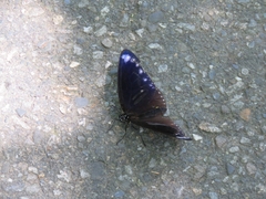 Euploea sylvester swinhoei