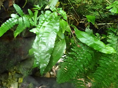 Leptochilus wrightii