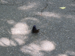 Euploea sylvester swinhoei