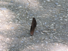Euploea sylvester swinhoei
